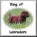 Click tojoin the ring of Labrador Retrievers